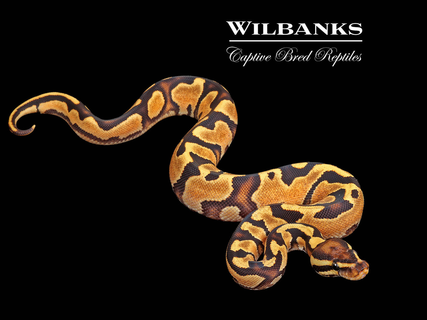 Orange Dream Gravel Ball Python ♀ '25