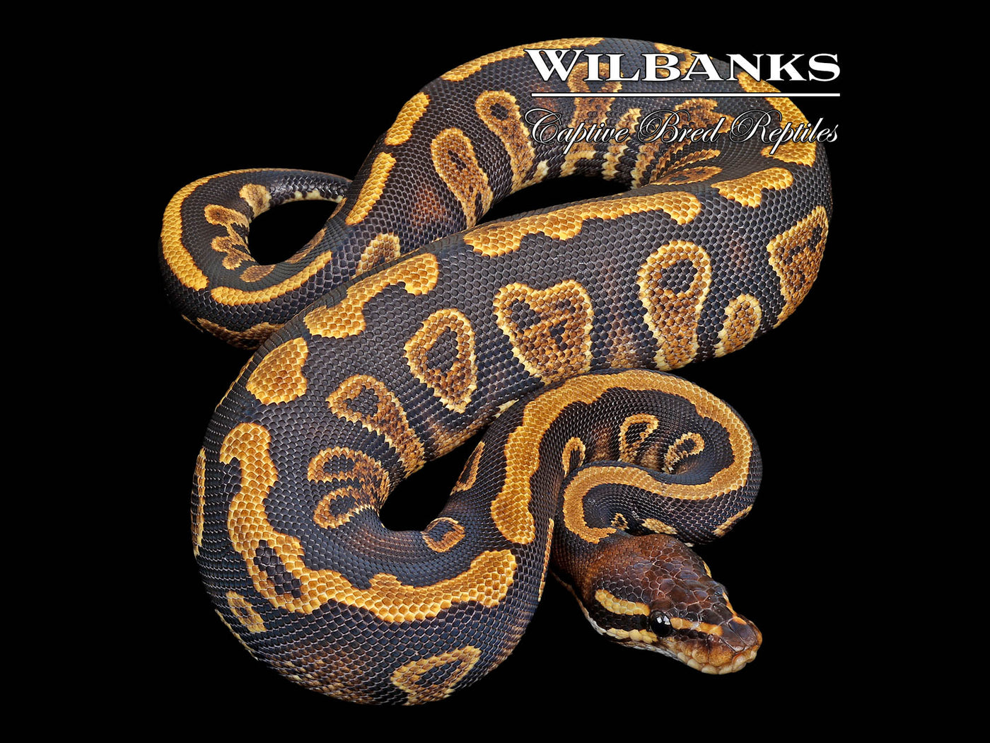 Stranger Yellow Belly or Asphalt Ball Python ♀ '25