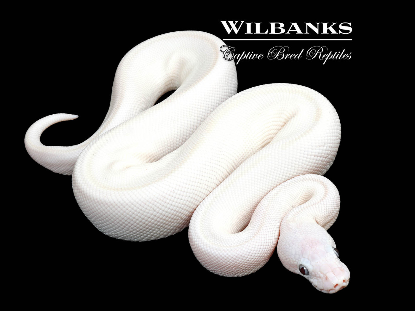 Blue Eyed Leucistic (Mojave Butter) Ball Python ♂ '25