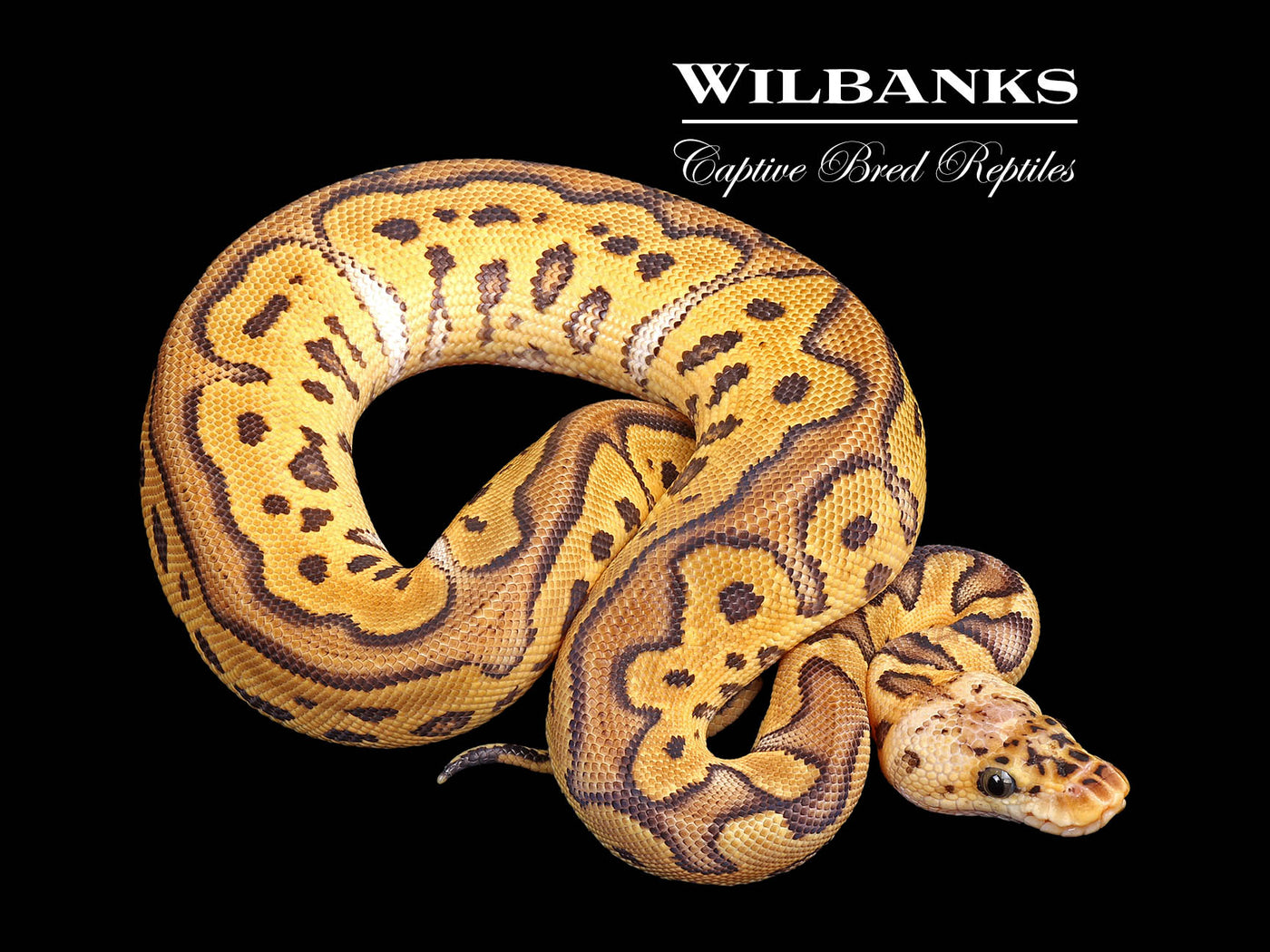 Pastel Clown Ball Python ♀ '25