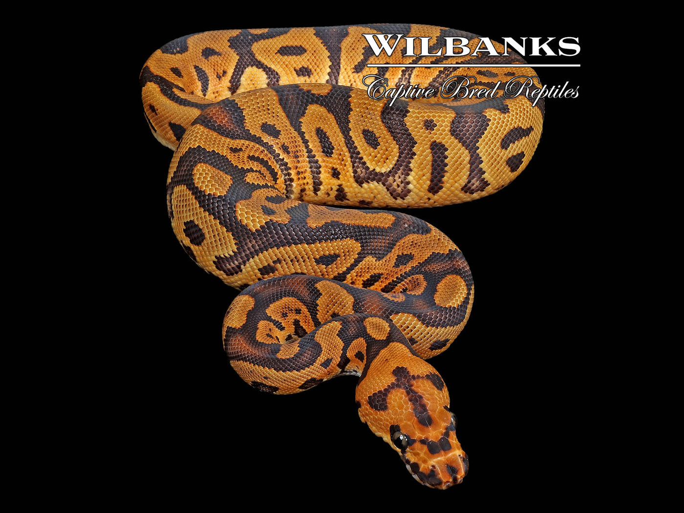 Acid Sugar Clown Ball Python ♀ '25