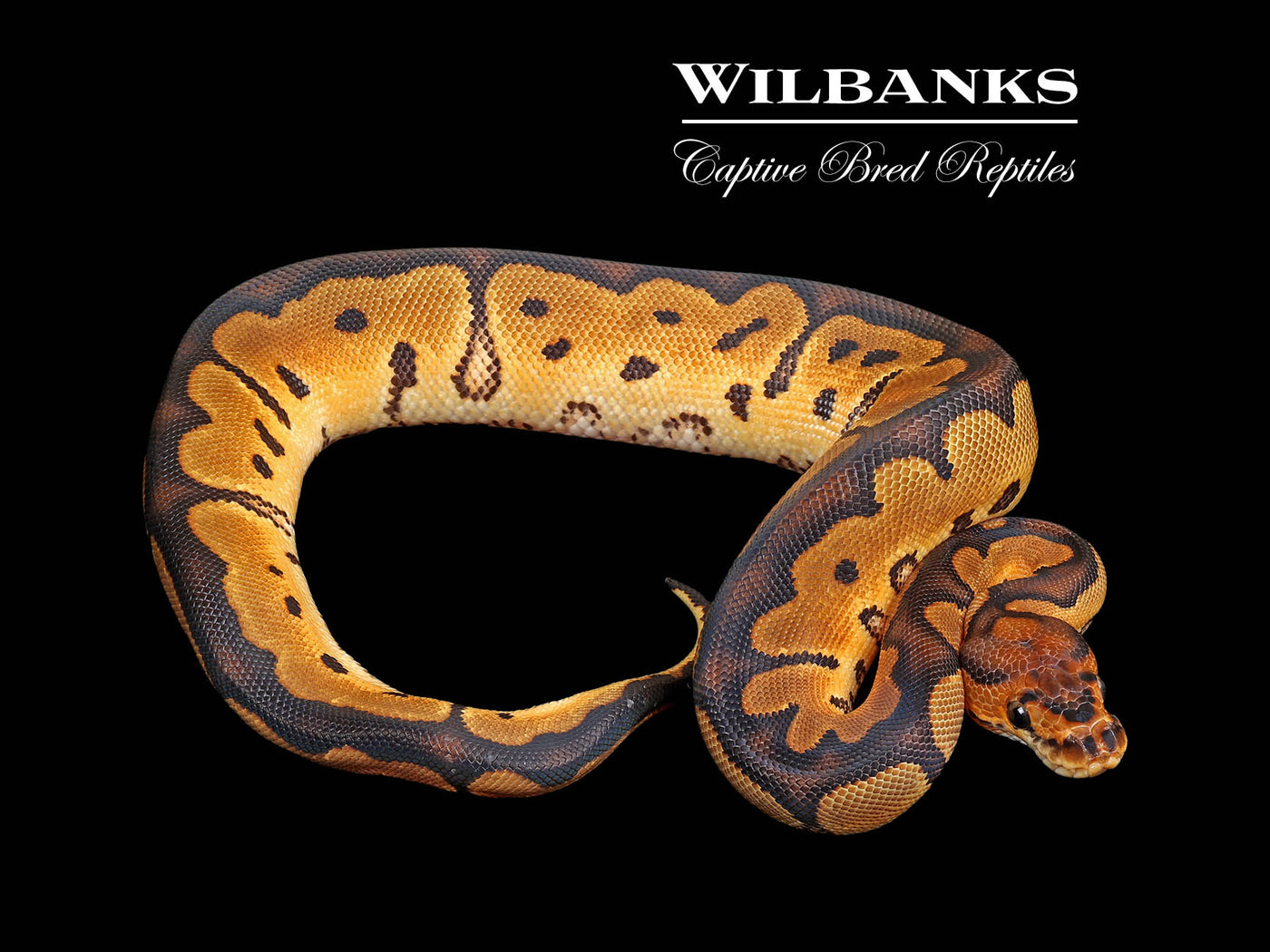 Clown Ball Python ♀ '25