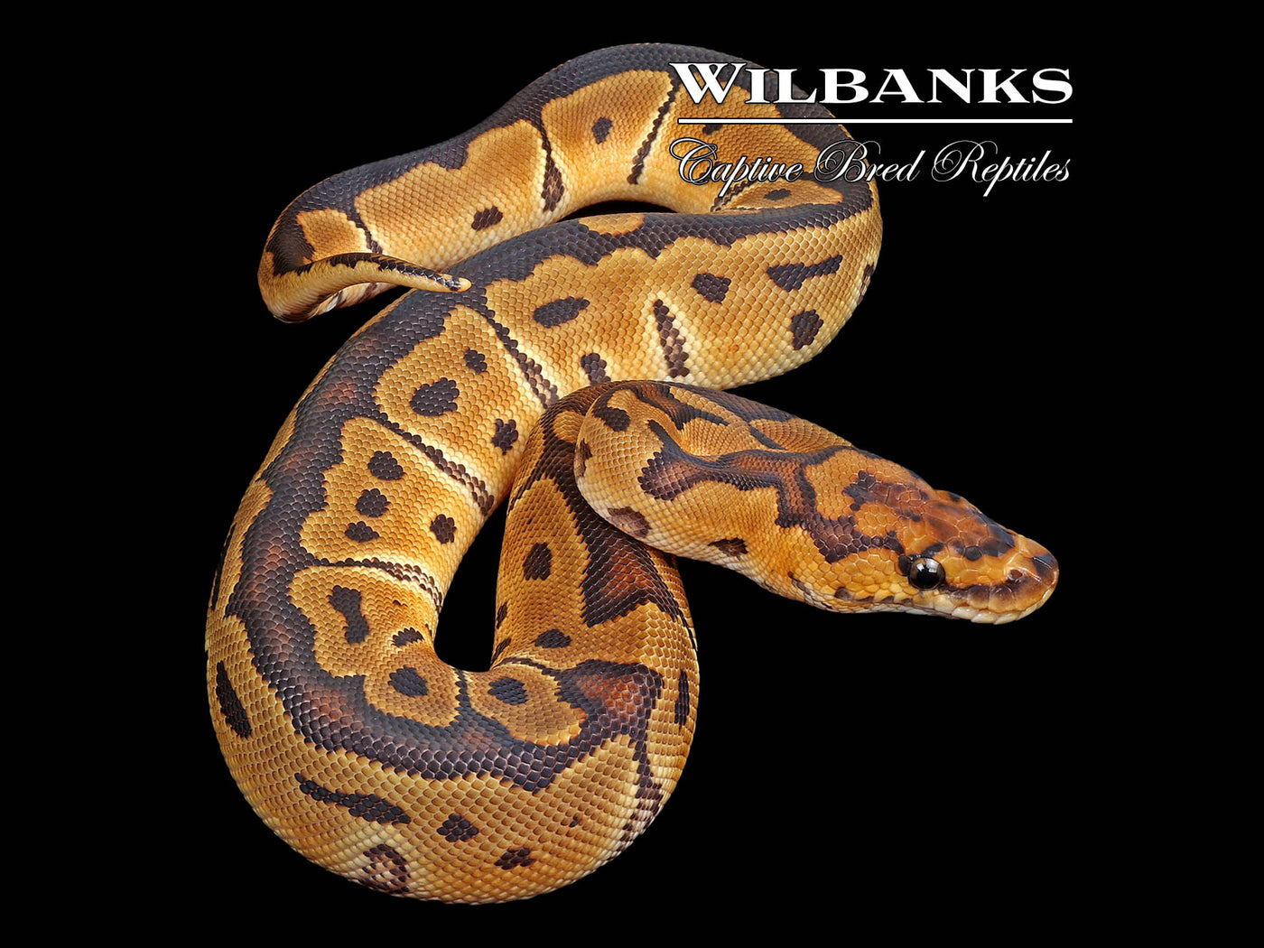 Clown Ball Python ♀ '25