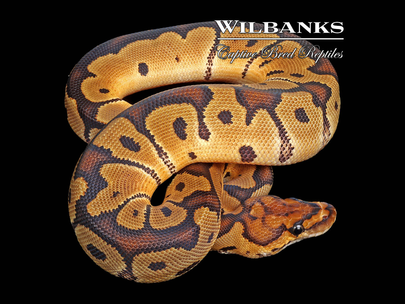 Clown Ball Python ♀ '25