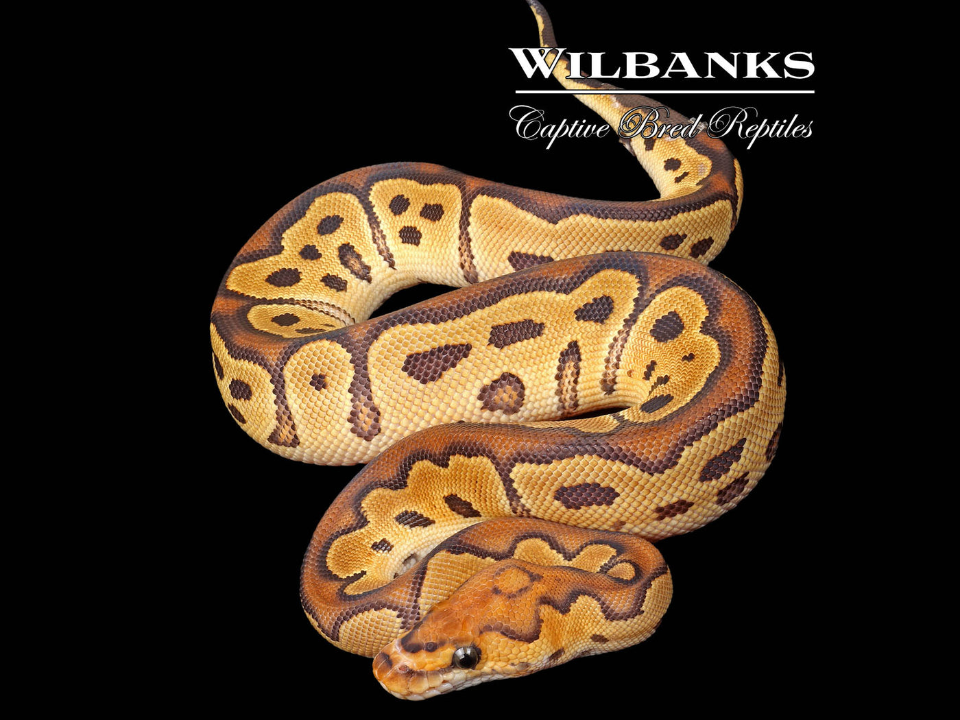 Clown Ball Python ♀ '25