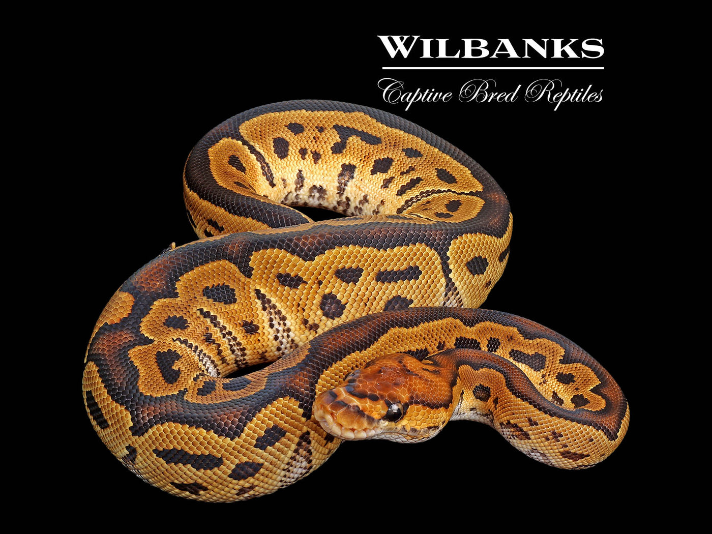 Clown Ball Python ♀ '25