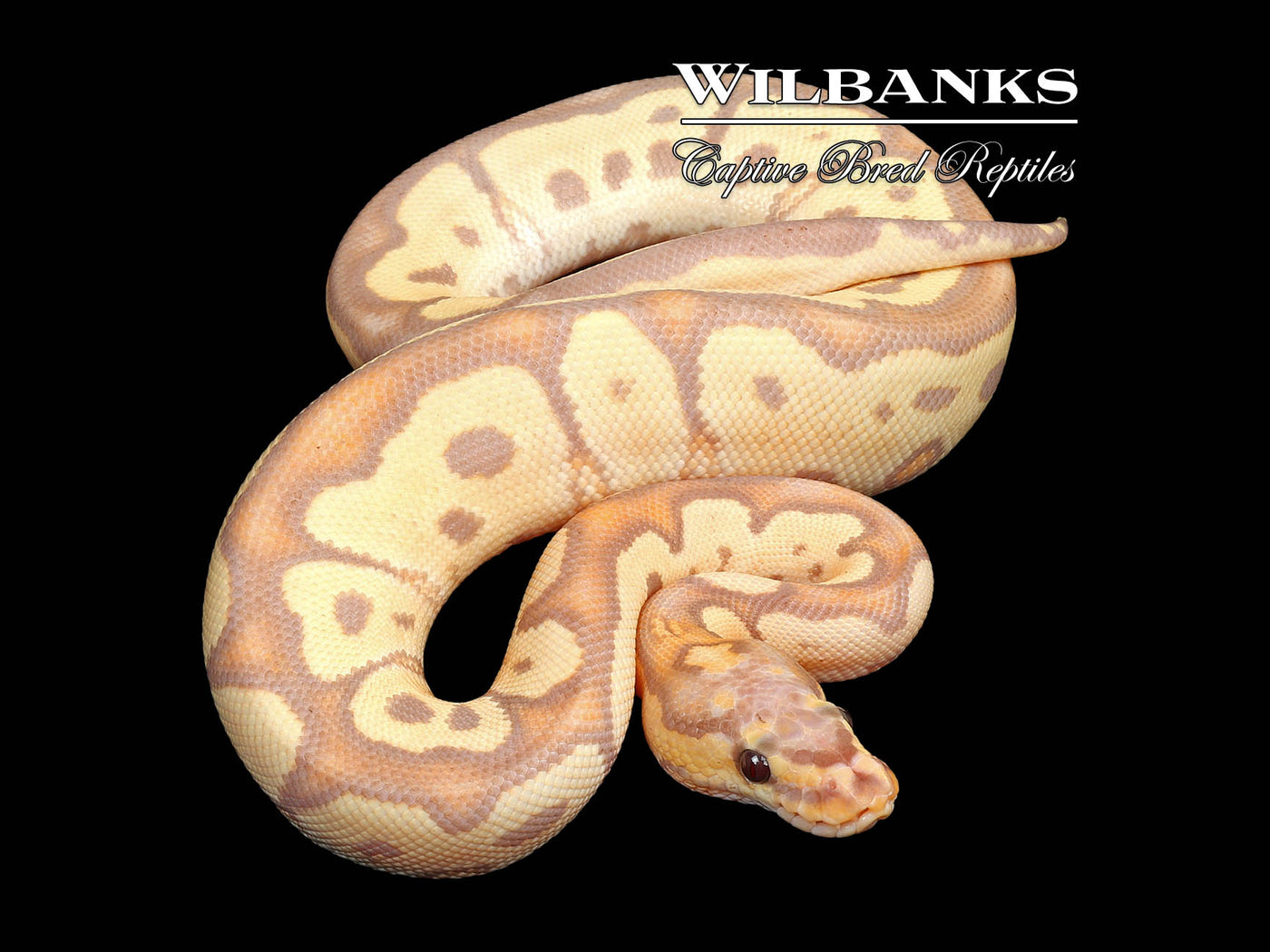 Banana Clown Ball Python ♂ '25