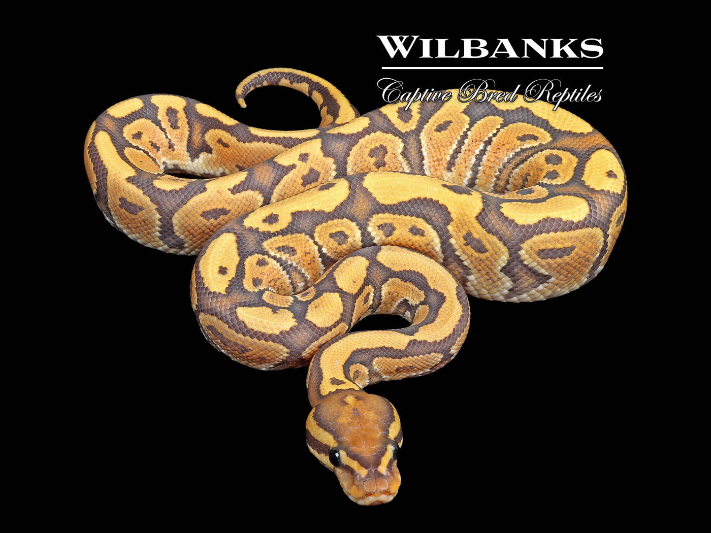 Hypo Baker Special Ball Python ♂ '25