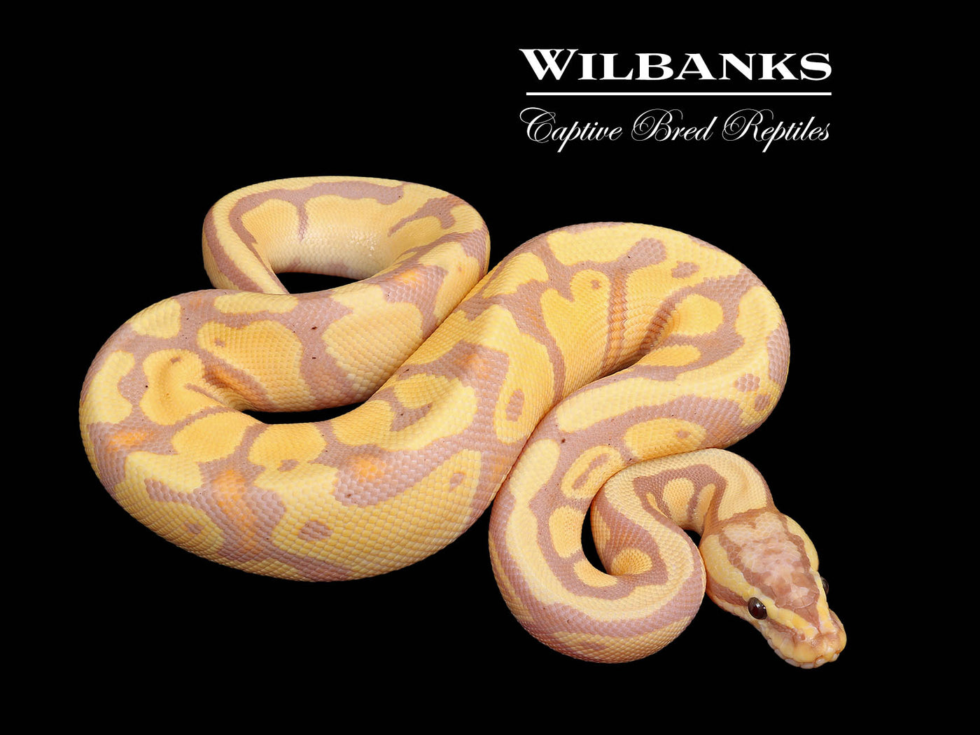 Banana Enchi Pastel 100% Het. Clown Ball Python ♂ '25