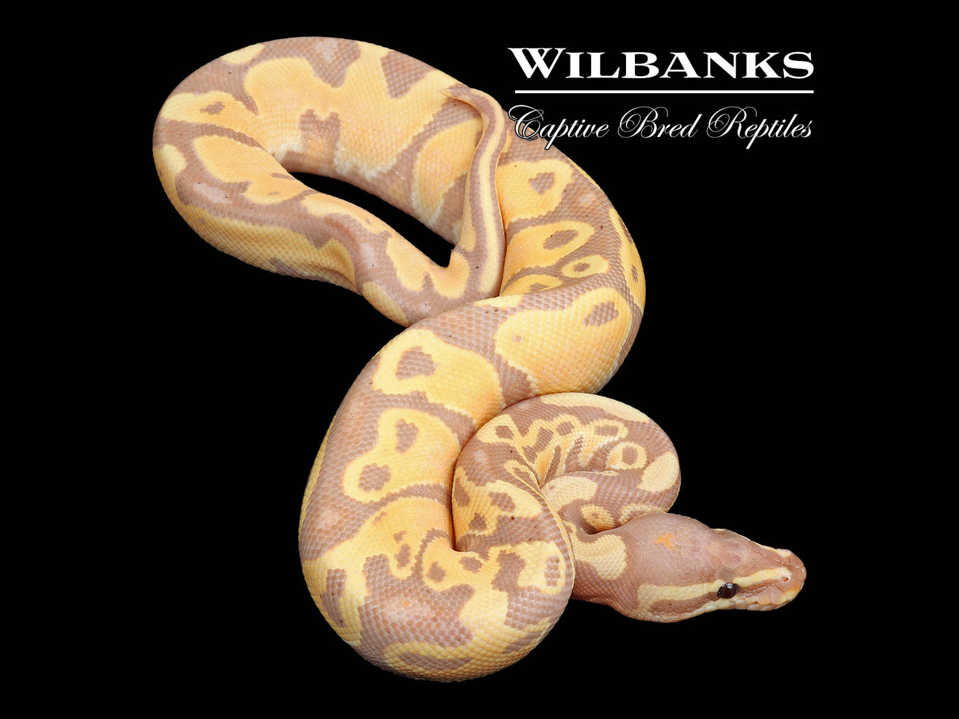 Banana Ball Python ♂ '25
