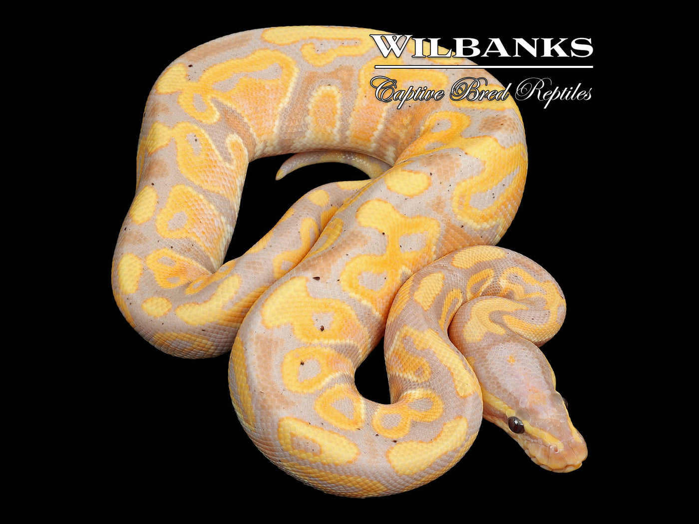 Banana 100% Het. Pied Ball Python ♂ '25