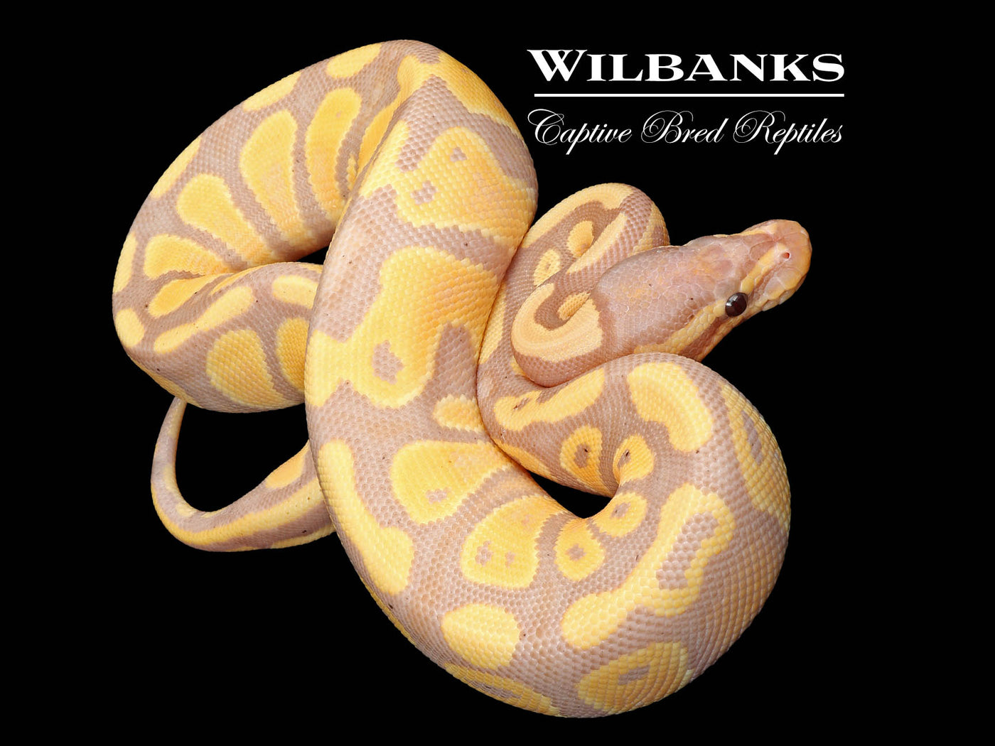 Banana 100% Het. Pied Ball Python ♀ '25