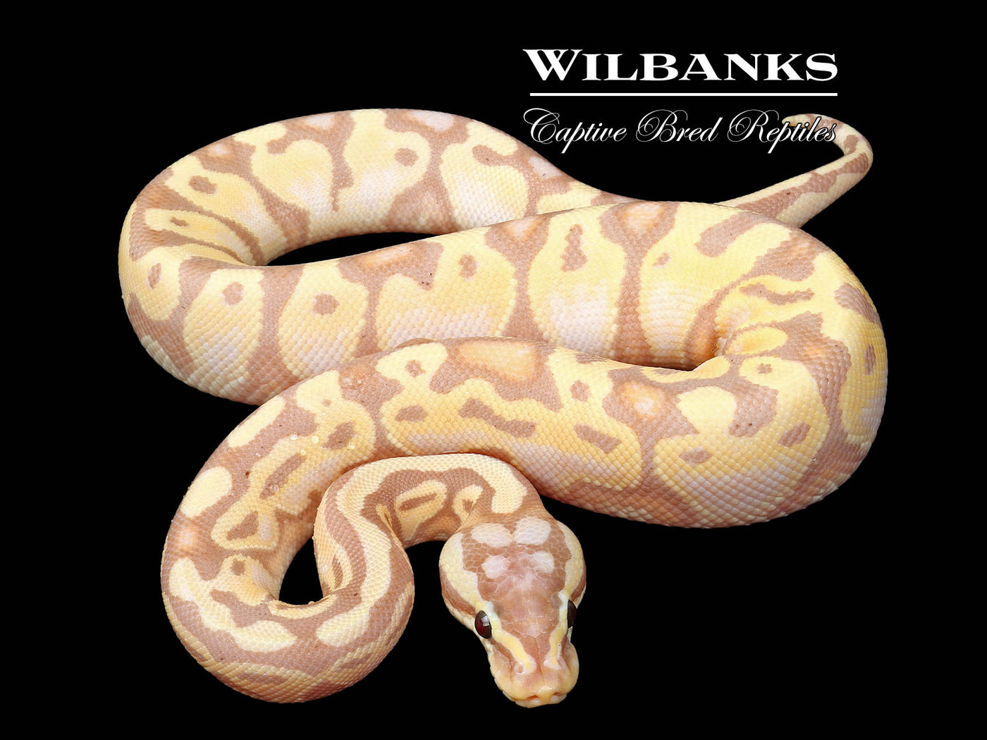 Banana Enchi Pastel Yellow Belly Ball Python ♂ '25
