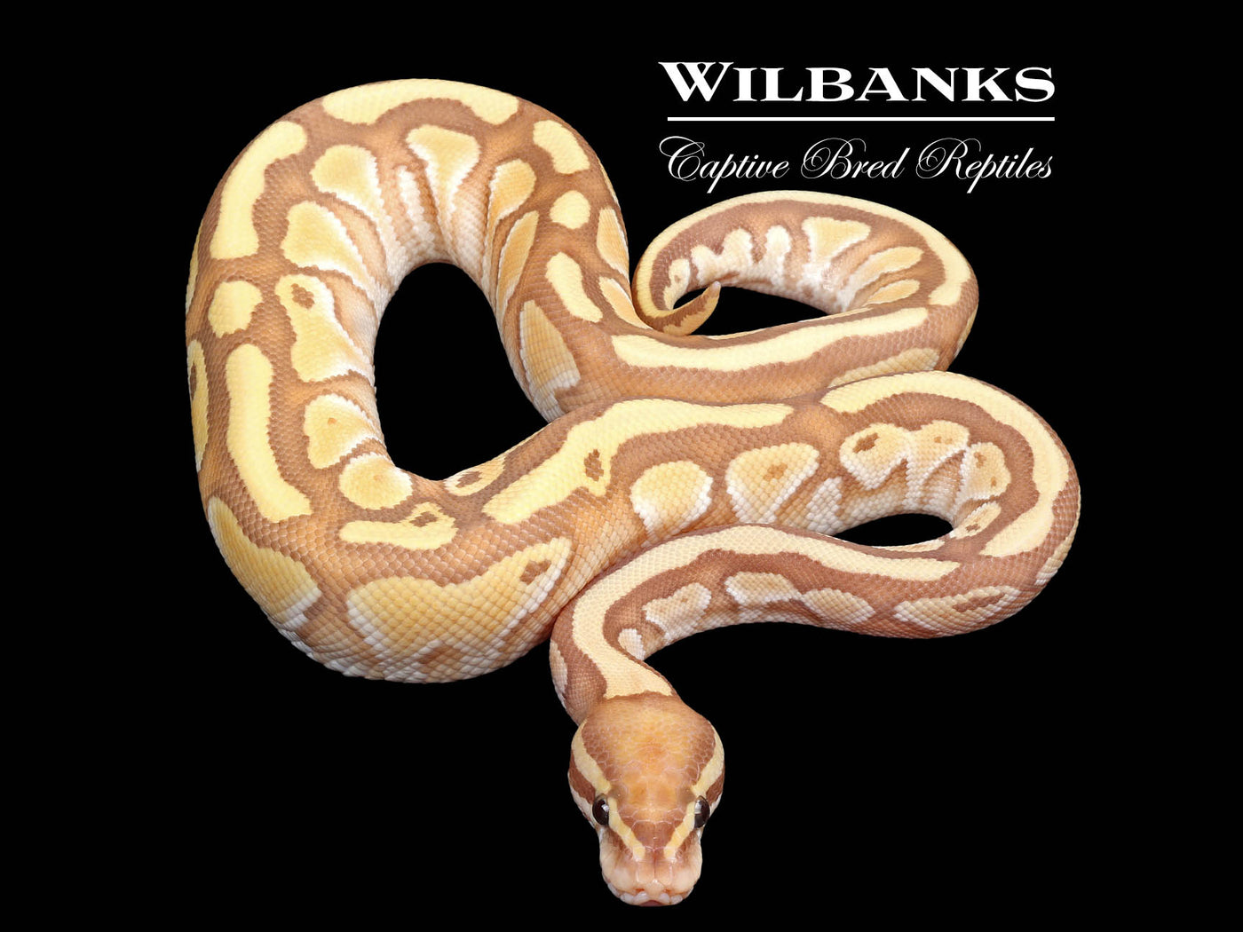 Banana Butter Ball Python ♂ '25
