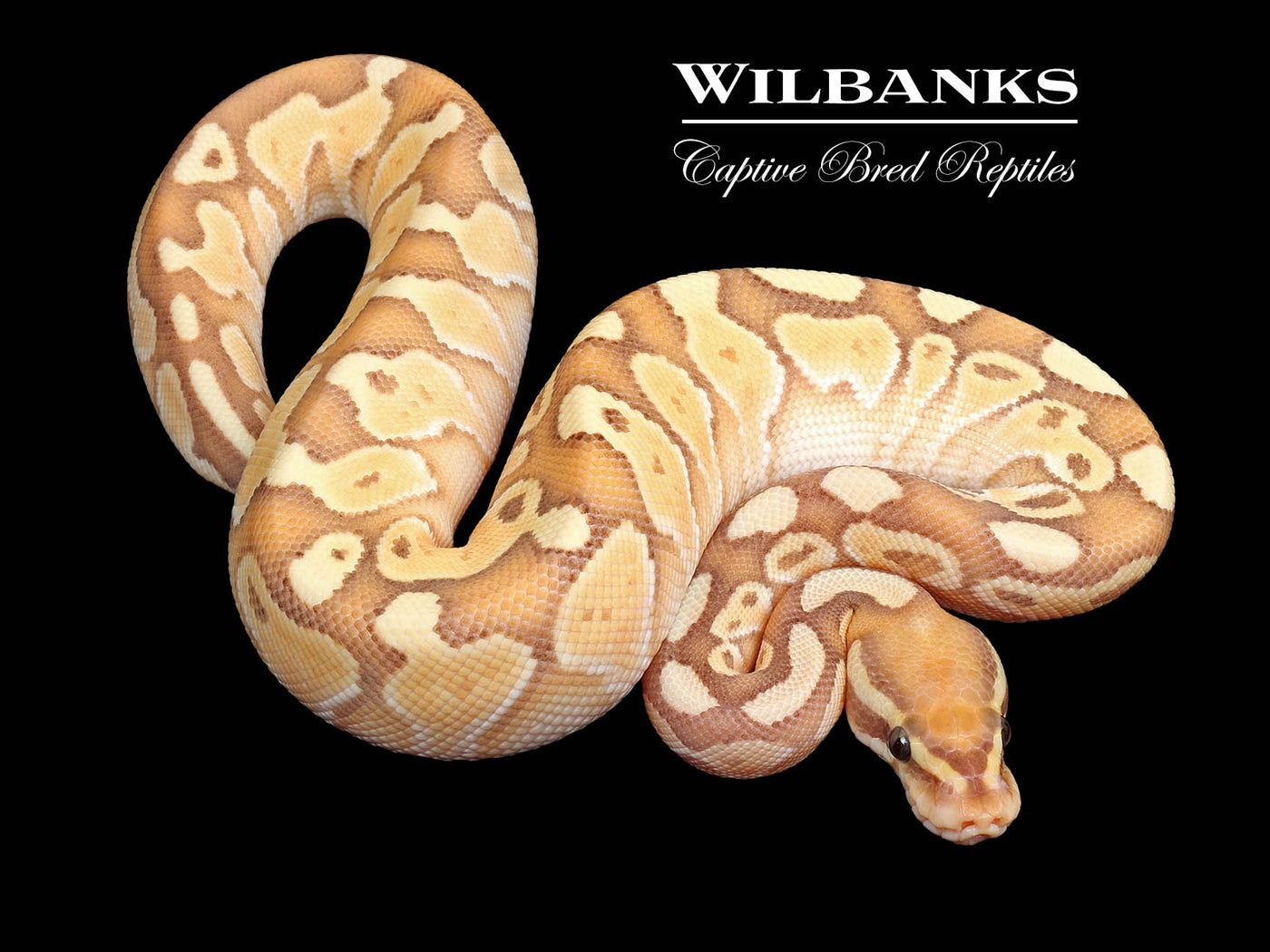 Banana Butter Ball Python ♂ '25