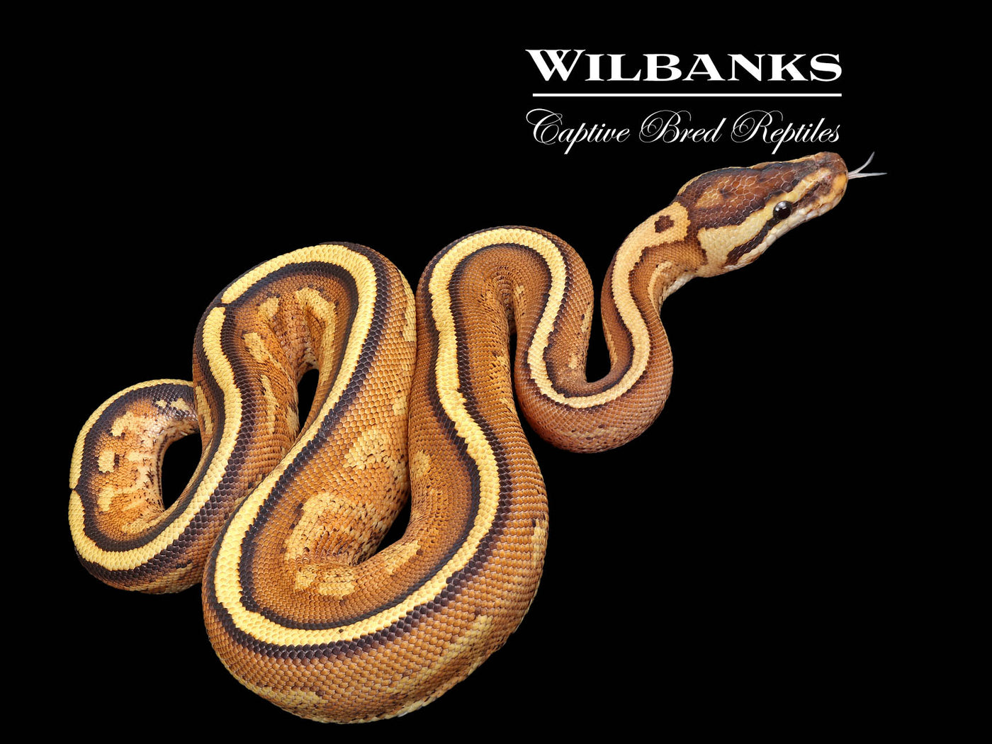 Super Stripe Ball Python ♀ '25