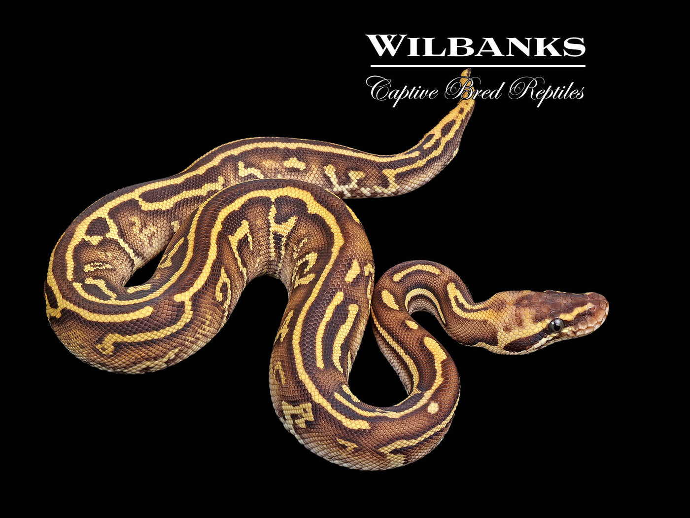 Pastel Leopard Acid Yellow Belly Butter Ball Python ♂ '25