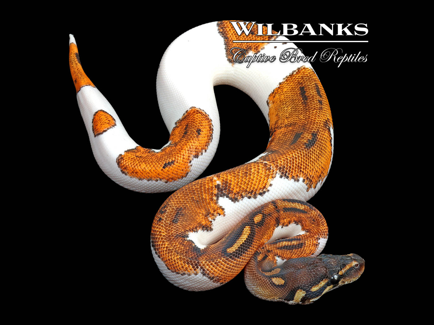 Orange Dream Blackhead Pied 66% PH Clown Ball Python ♂ '25