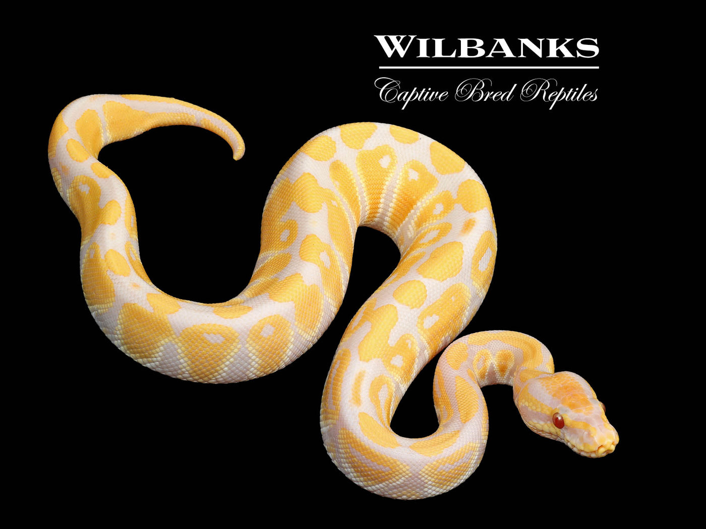 Lavender Albino 100% Het. VPI Axanthic Ball Python ♂ '25