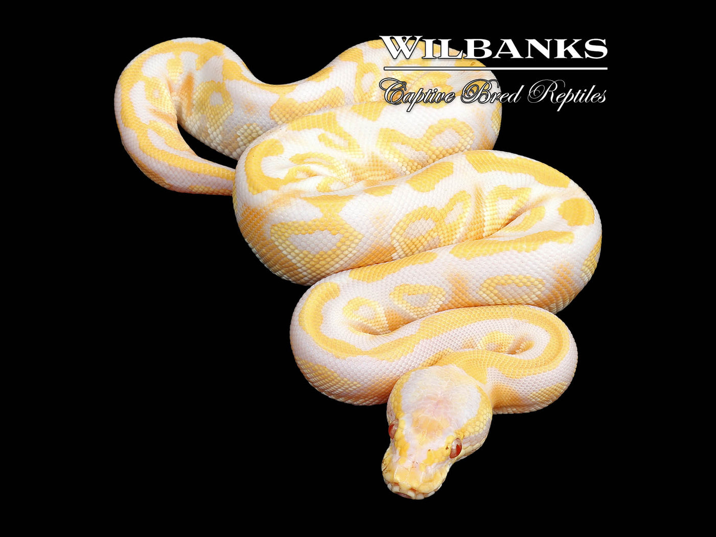 Lavender Mojave Pastel Ball Python ♀ '25