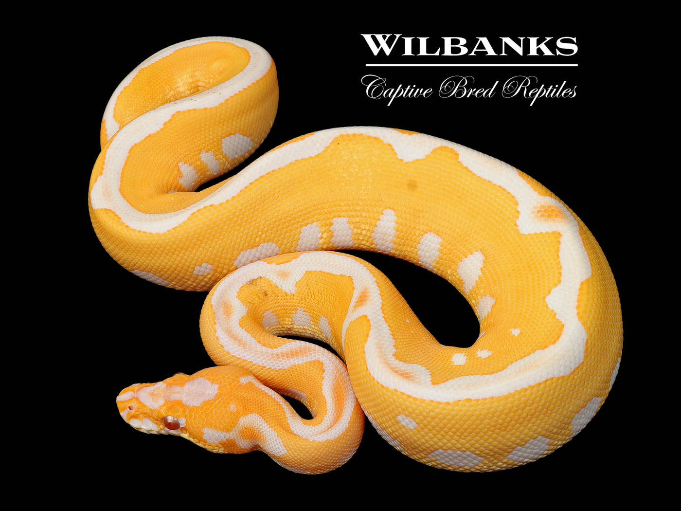 Lavender Leopard Clown Grail Ball Python ♀ '25