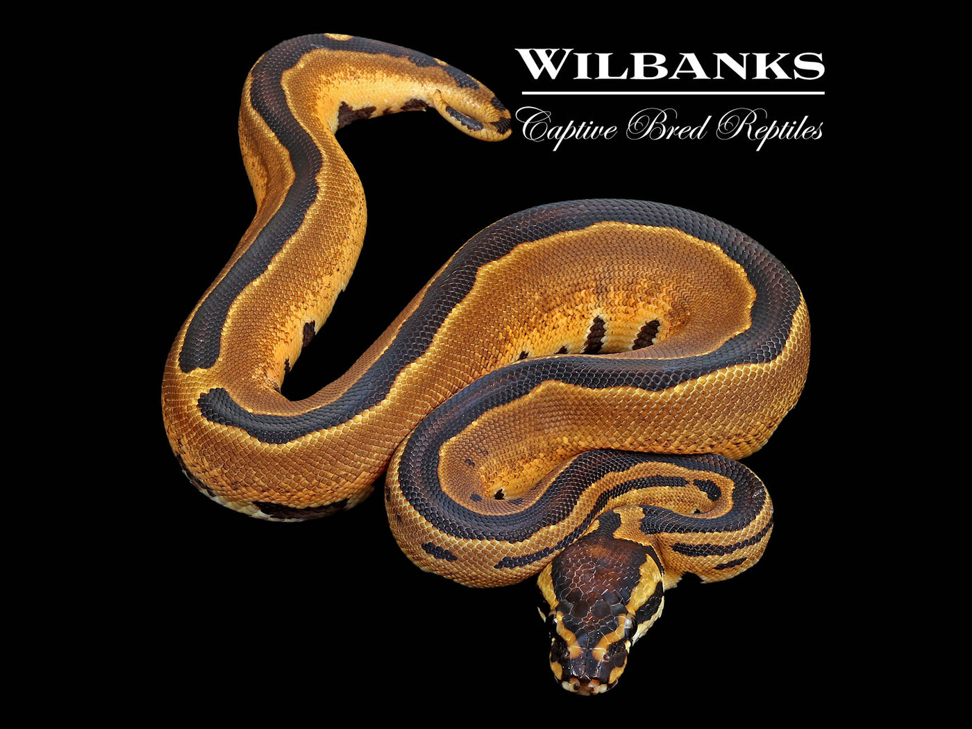 Tri-Stripe Enchi Ball Python ♂ '25