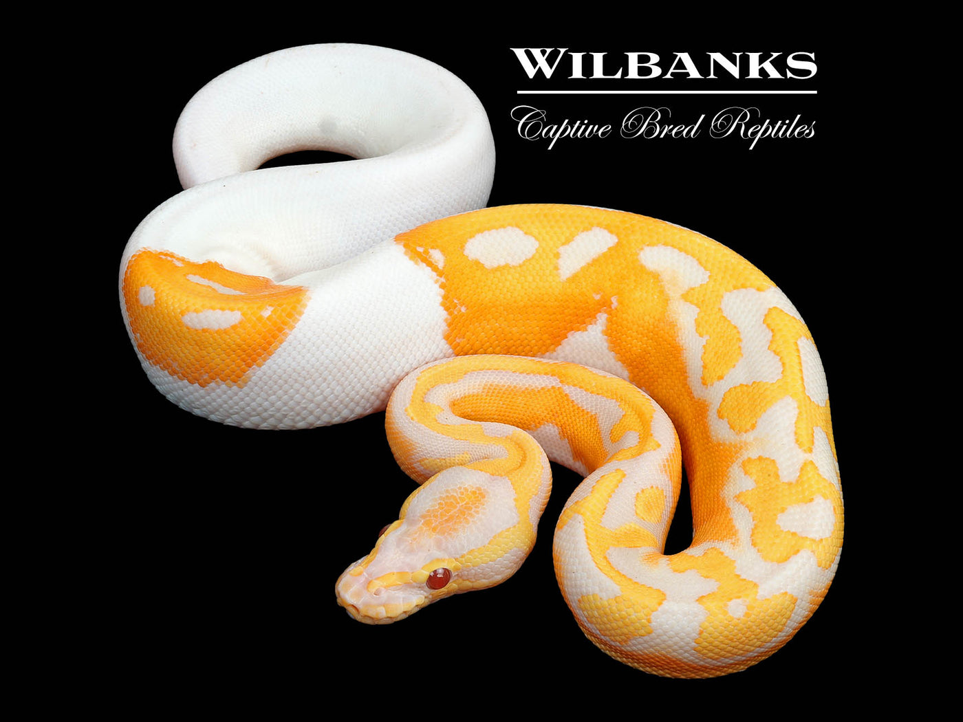 Dreamsicle Lavender Pied Ball Python ♀ '25
