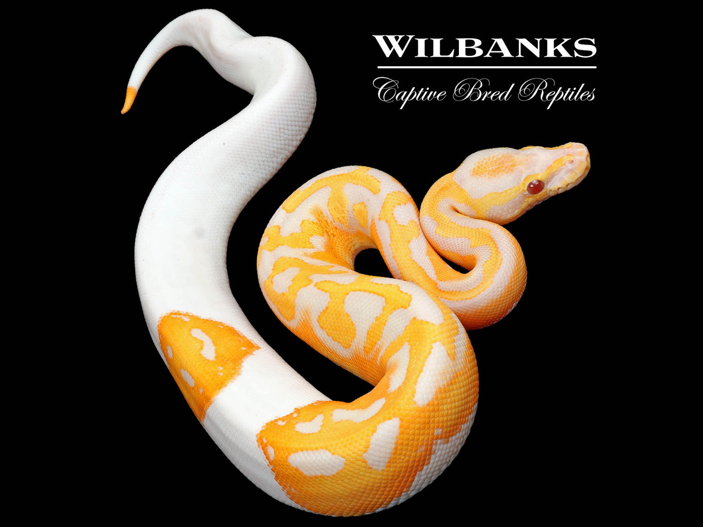 Dreamsicle Lavender Pied Ball Python ♀ '25