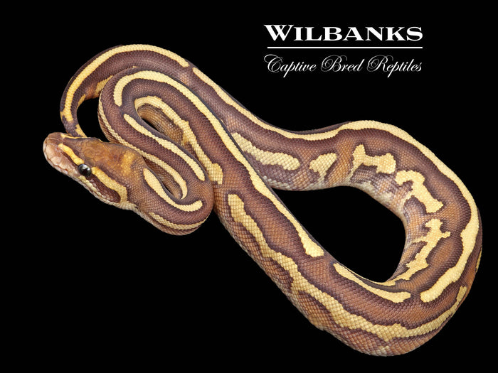 Leopard Butter Yellow Belly Ball Python ♂ '26