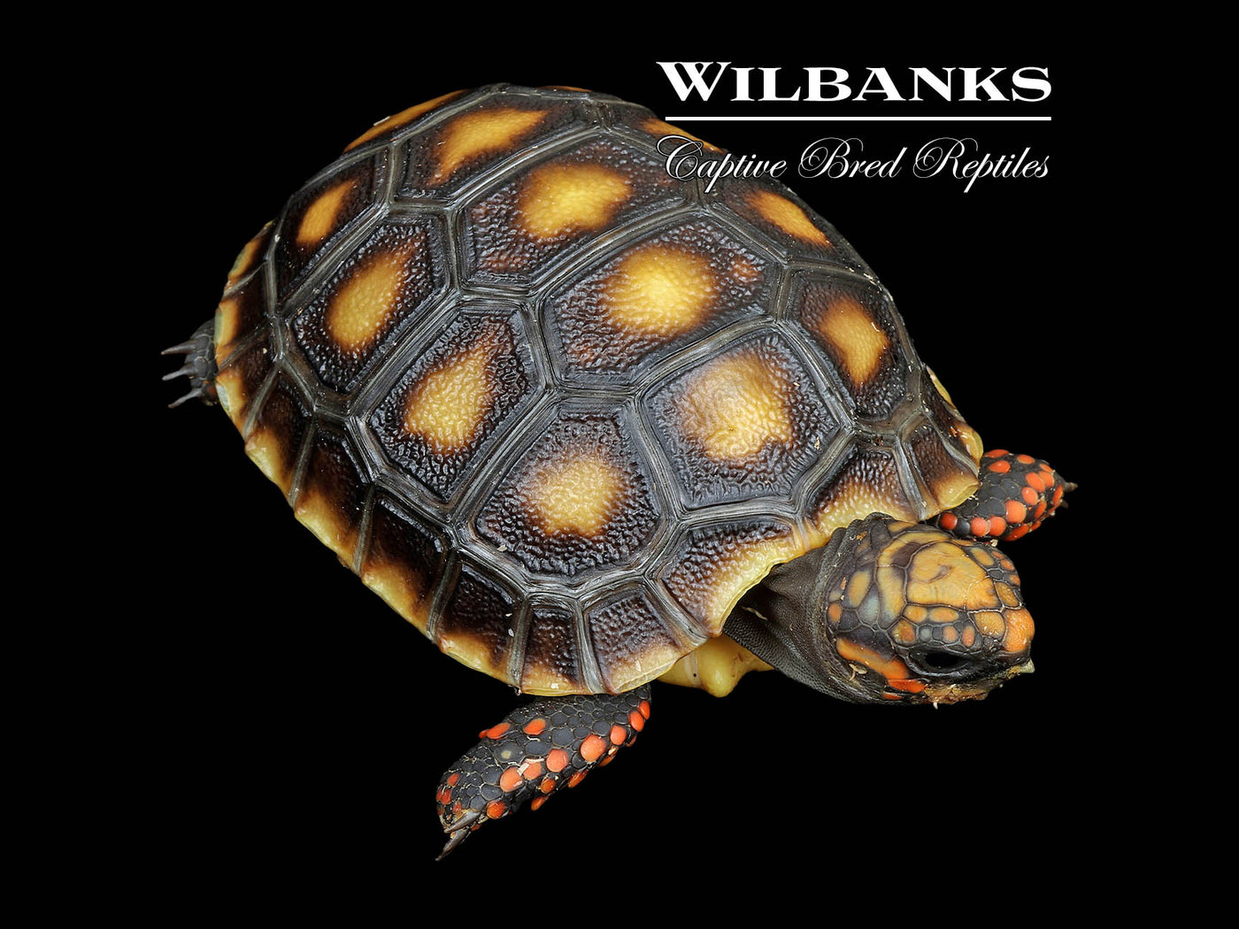 Red-Footed Tortoise (USCBB 2025)