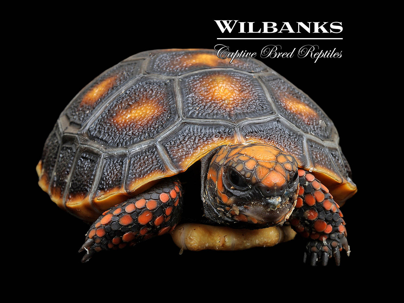 Red-Footed Tortoise (USCBB 2025)