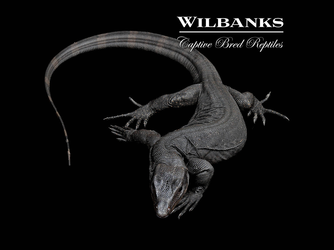 Black Dragon Asian Water Monitor USCBB '24
