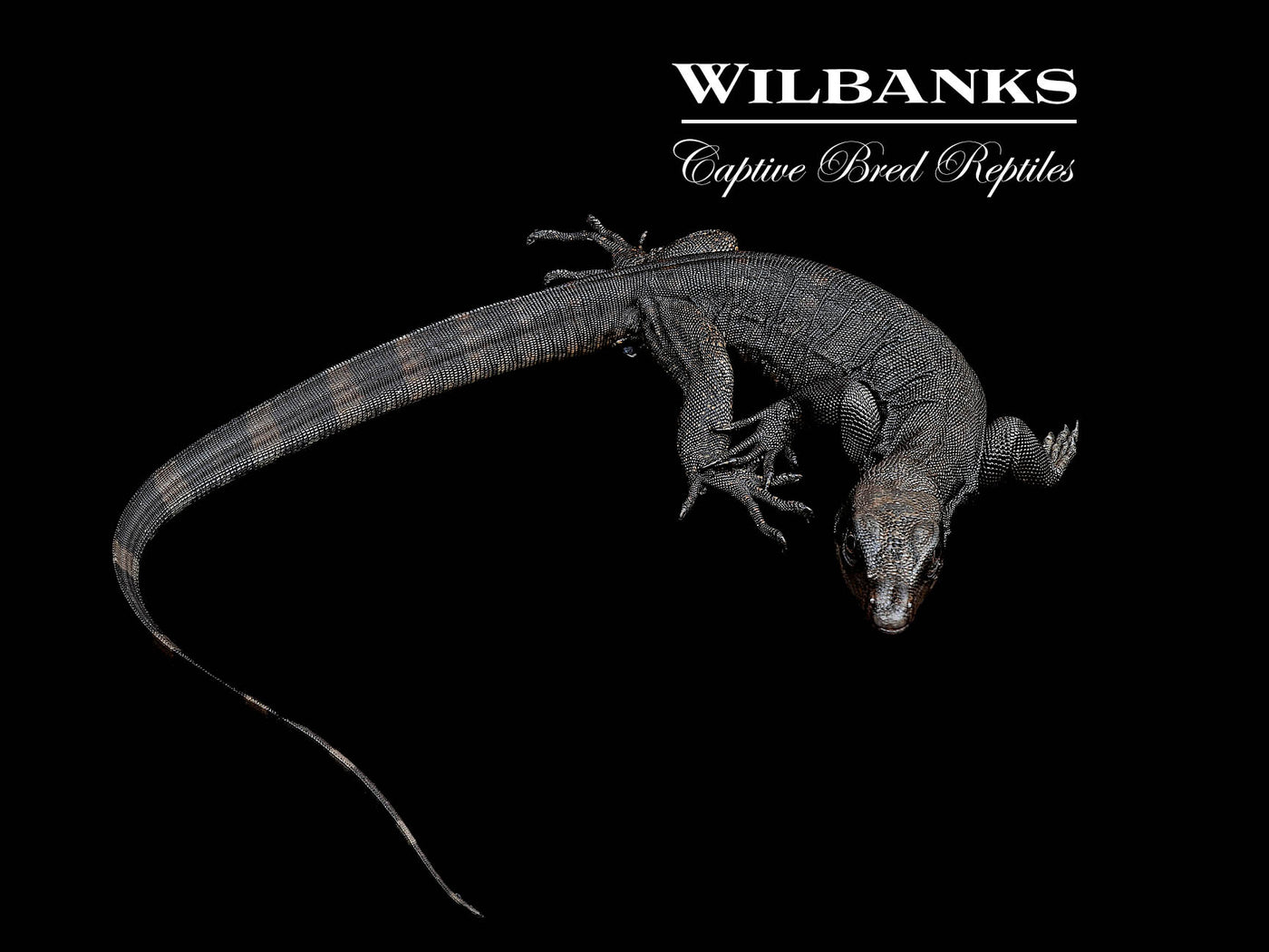 Black Dragon Asian Water Monitor USCBB '24