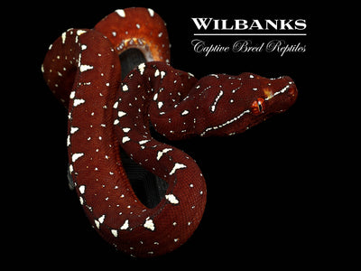 USCBB Jayapura Green Tree Python  '25