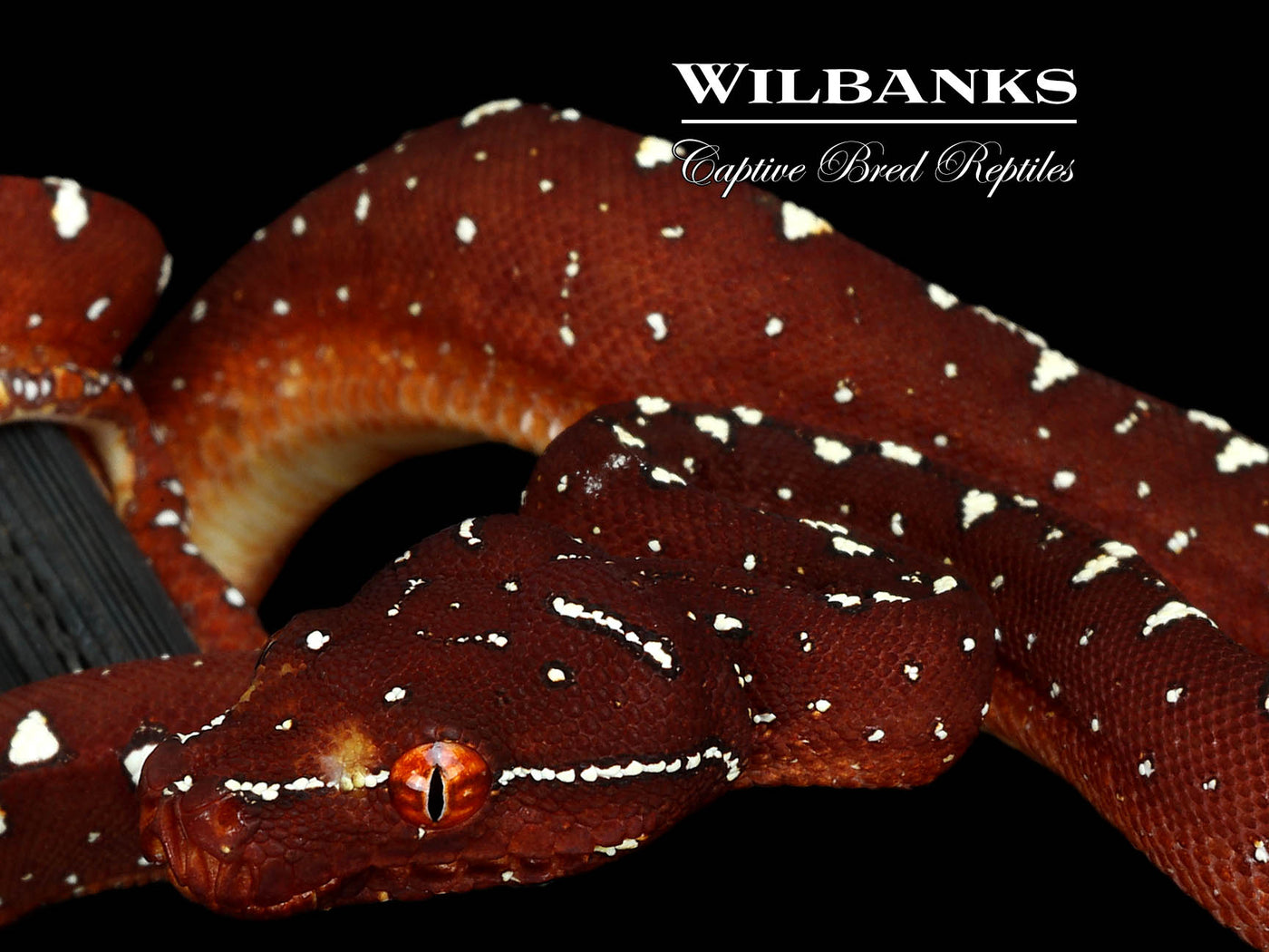 USCBB Jayapura Green Tree Python  '25