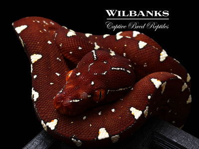 USCBB Jayapura Green Tree Python  '25