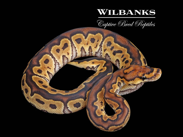 Clown Ball Python ♂ '26