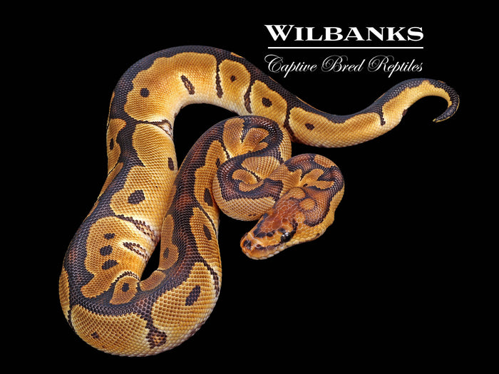Clown Ball Python ♂ '26