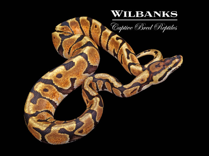 Enchi Spotnose 100% Het Clown Ball Python ♂ '26