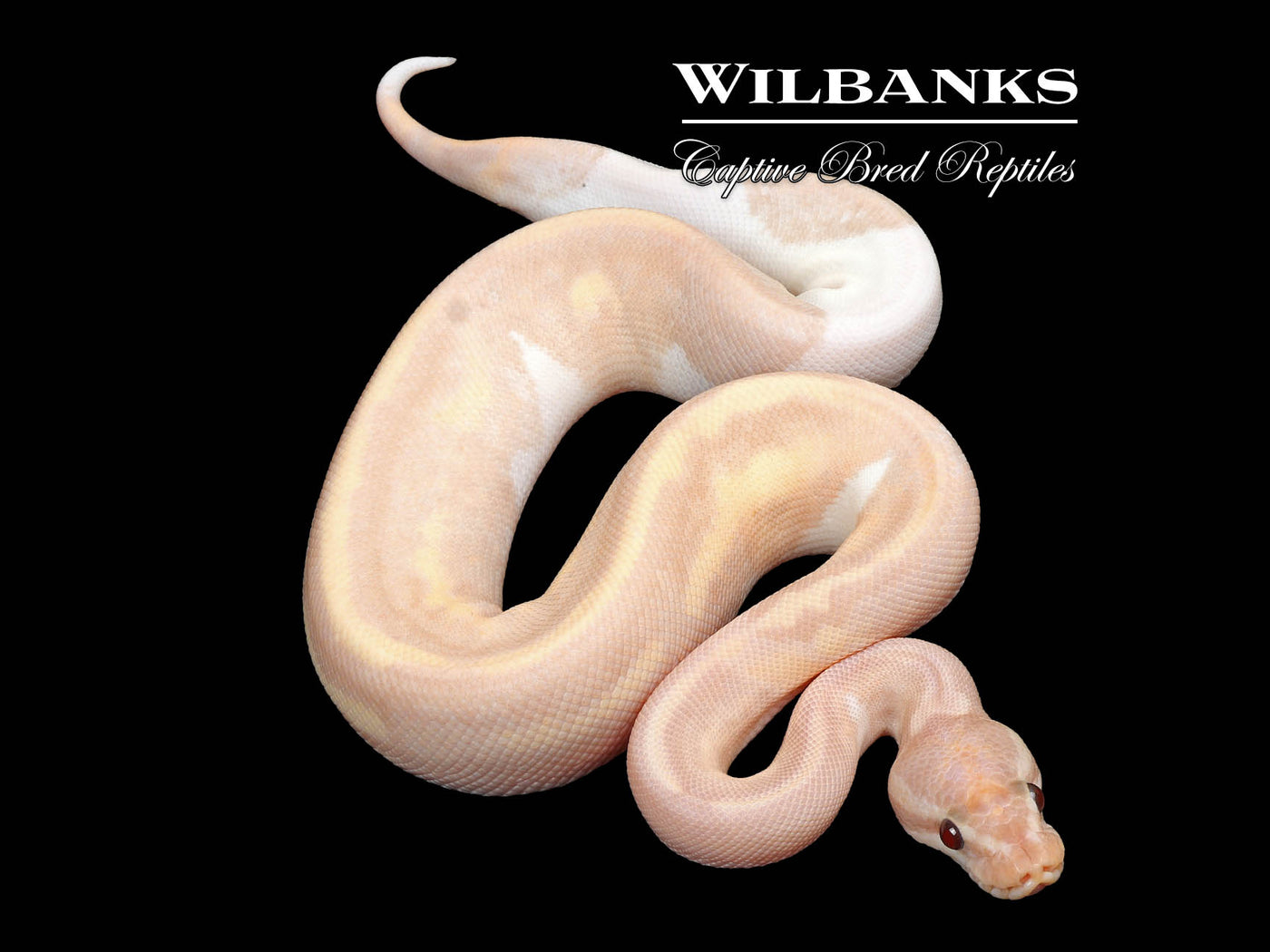 Banana Mahogany Pied Ball Python ♂ '24