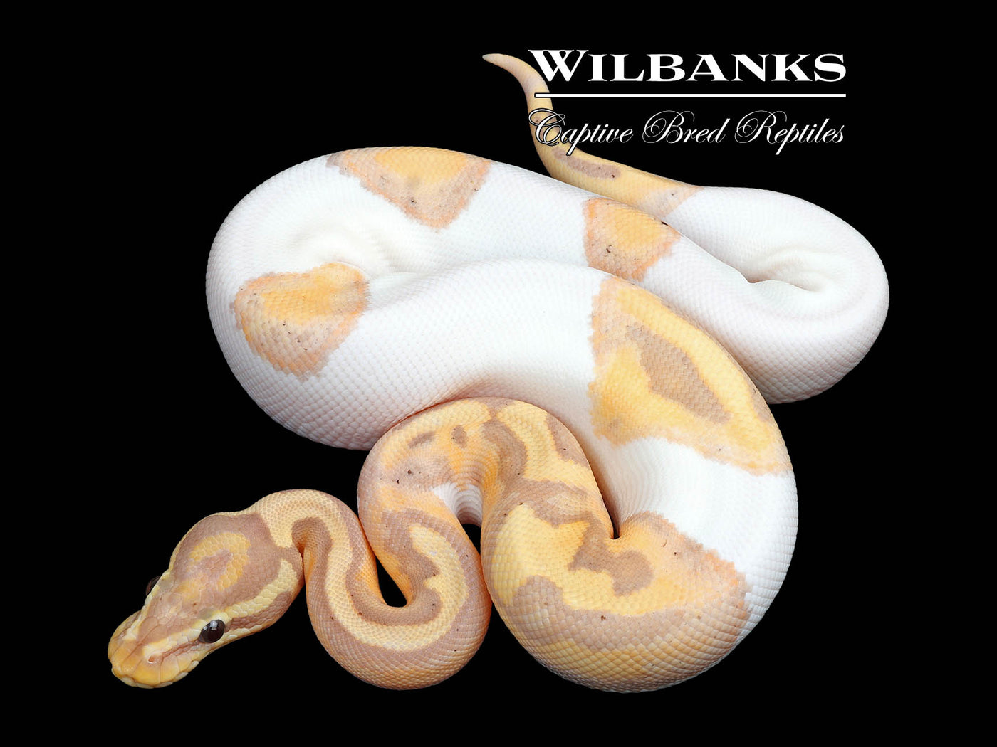 Banana Pied Ball Python ♂ '24