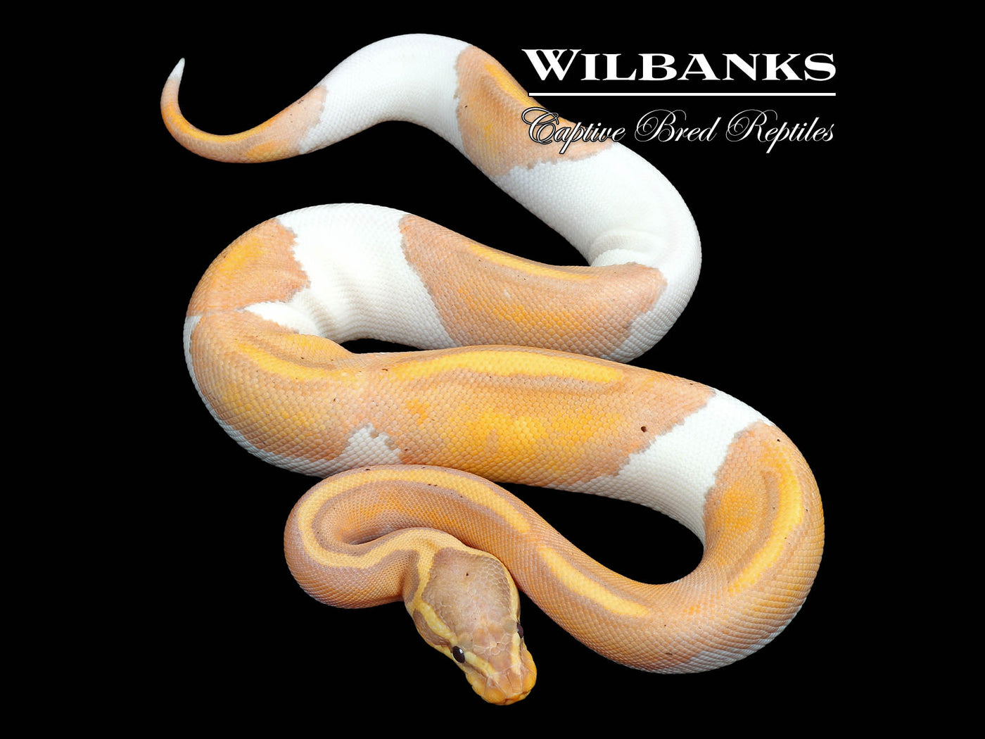 Banana Pied Ball Python ♀ '24