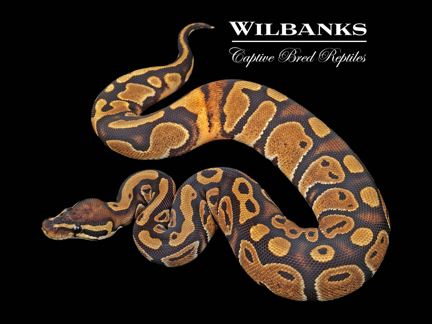 100% DH Lavender Pied Ball Python ♀ '24