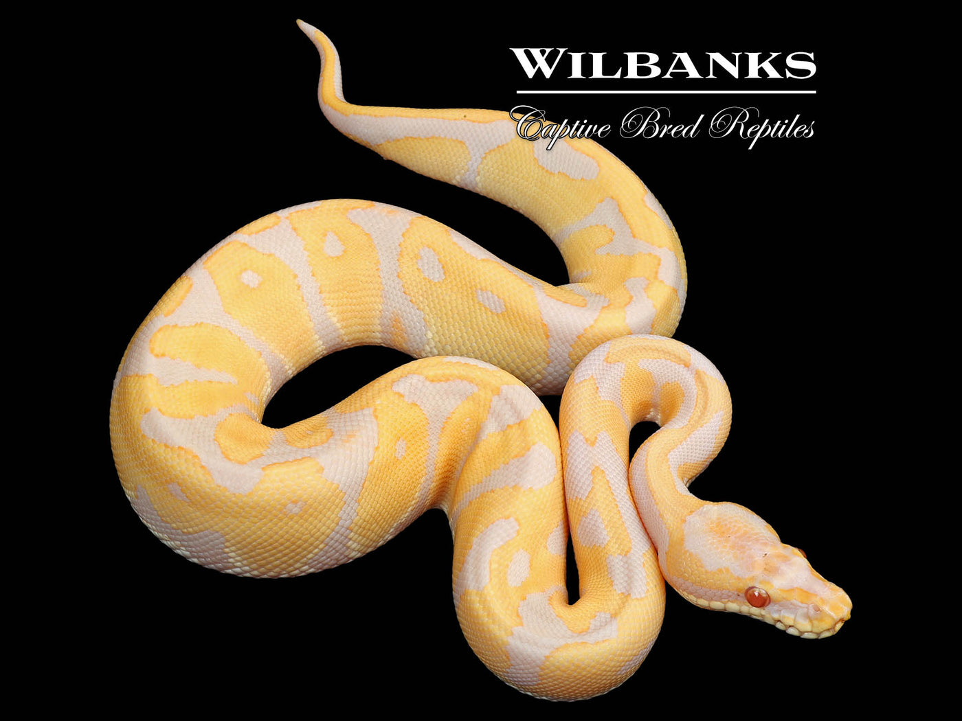 Candino Leopard Ball Python ♀ '24