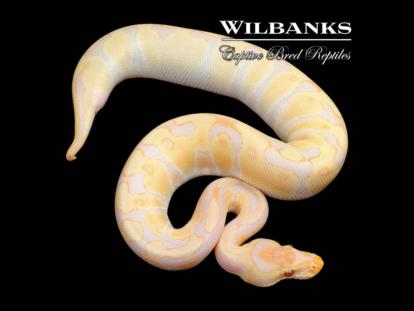 Candino Enchi Ball Python ♂ '24