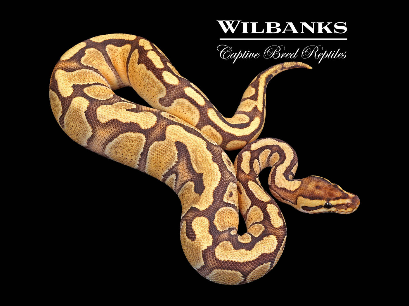 Fire Enchi 100% Het. Clown Ball Python ♀ '24