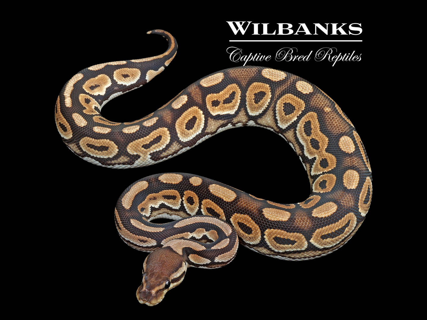 Cinnamon 100% Het. Clown Ball Python ♀ '24