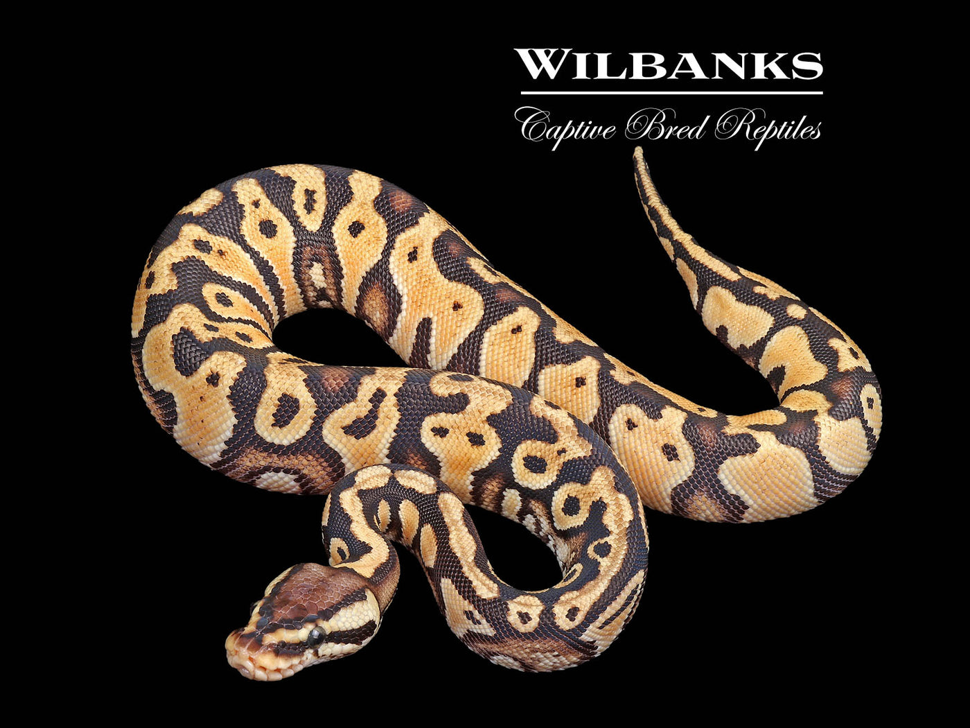 Pastel Asphalt 100% Het Clown Ball Python ♀ '24