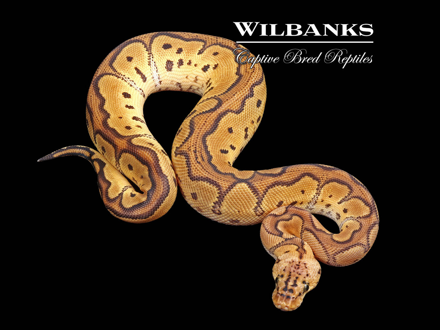 Red Stripe Pastel Clown Ball Python ♂ '24