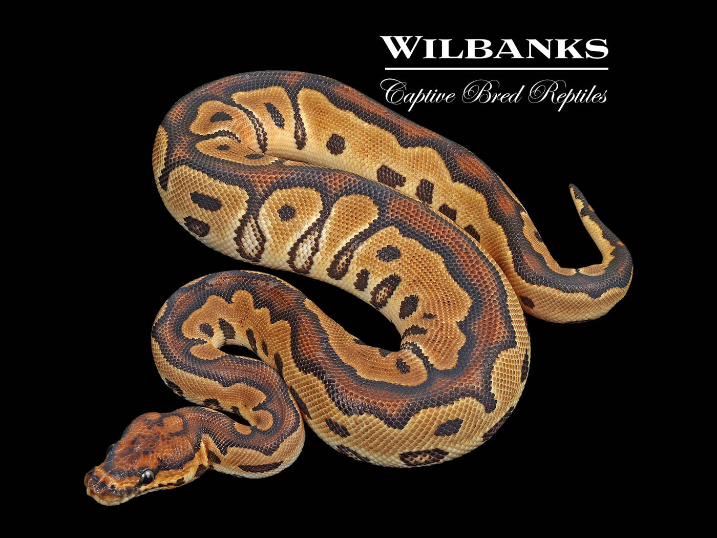 Clown Ball Python ♀ '24
